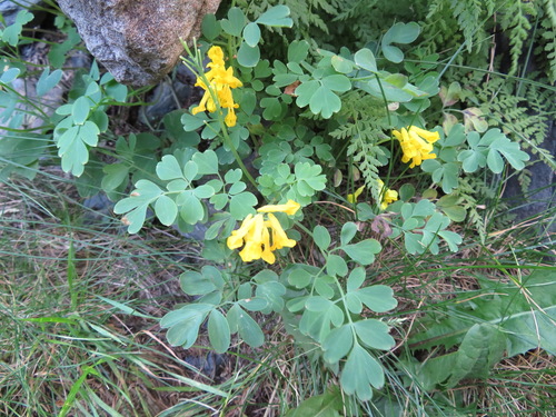 Yellow Corydalis