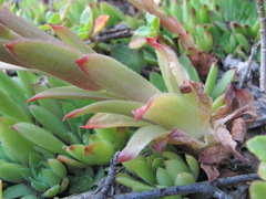Sempervivum caucasicum