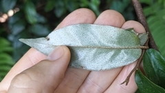 Elaeagnus loureirii