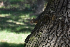 Sciurus anomalus