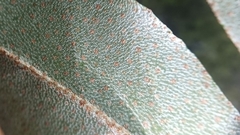 Elaeagnus loureirii