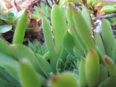 Sempervivum caucasicum
