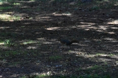 Sciurus anomalus