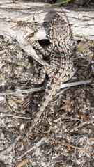 Ctenophorus adelaidensis