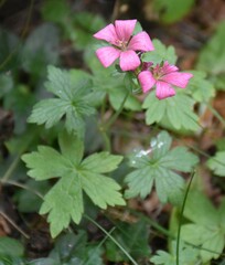 Geranium palustre