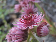 Sempervivum caucasicum