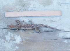 Oligosoma smithi