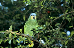 Amazona amazonica