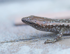 Oligosoma smithi