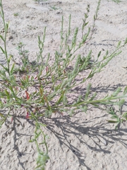 Corispermum pallasii