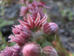 Sempervivum caucasicum