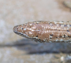 Oligosoma smithi