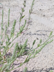 Corispermum pallasii