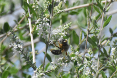 Protoxaea