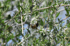 Protoxaea
