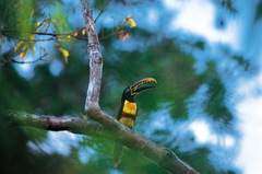 Pteroglossus castanotis