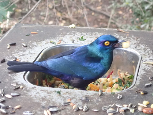 Lamprotornis nitens
