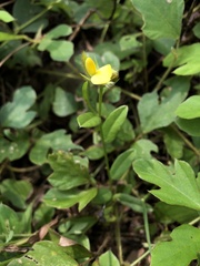 Crotalaria chinensis