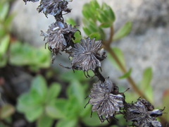 Sempervivum caucasicum