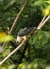 Pseudastur albicollis