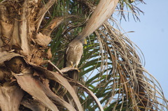 Rupornis magnirostris