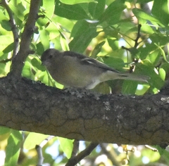 Fringilla coelebs