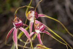 Caladenia lorea