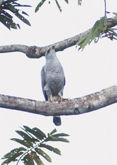 Buteo nitidus