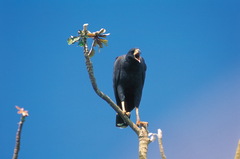 Buteogallus urubitinga