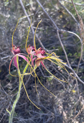 Caladenia lorea