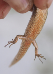 Oligosoma smithi