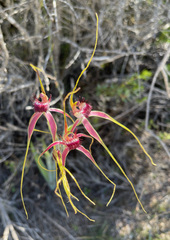 Caladenia lorea