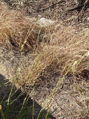 Eragrostis superba