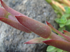 Sempervivum caucasicum