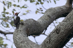 Campephilus melanoleucos