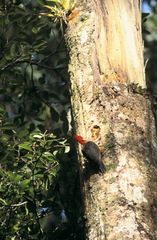 Campephilus rubricollis