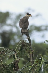 Caracara plancus