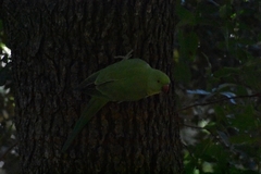 Psittacula krameri
