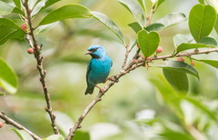 Dacnis cayana