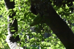 Psittacula krameri