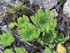 Sempervivum caucasicum