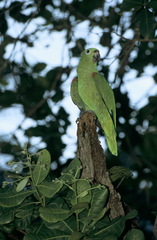 Amazona farinosa