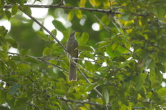 Lipaugus vociferans