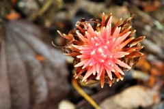 Renealmia thyrsoidea
