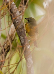 Mionectes macconnelli