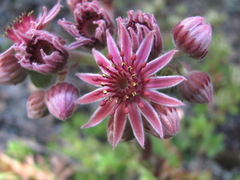 Sempervivum caucasicum