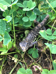 Calotes versicolor