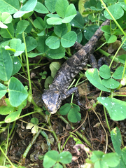 Calotes versicolor