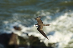 Onychoprion fuscatus