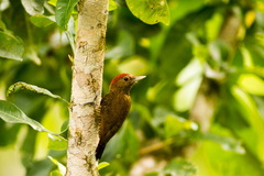 Dryobates passerinus